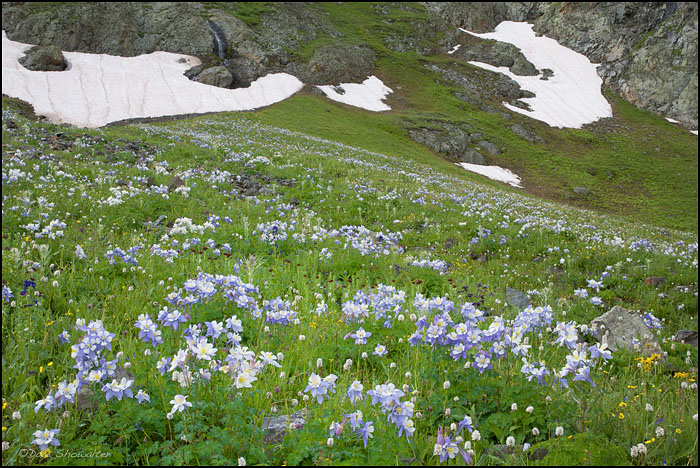 In mid-July, an American Basin avalanche slope is covered in blue columbine, Colorado's State Flower. San Juan Mountains, CO
